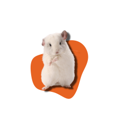 Rodents