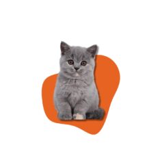 KITTEN