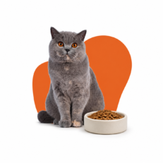 Cat Adult Dry Food