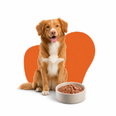 Dog Adult Wet Food