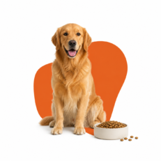 Dog Adult Dry Food
