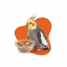 Bird Food