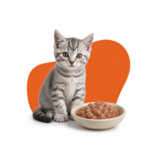 Kitten Wet Food