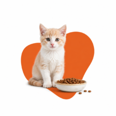 Kitten Dry Food