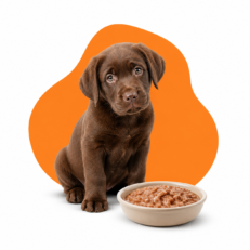 Puppy Wet Food