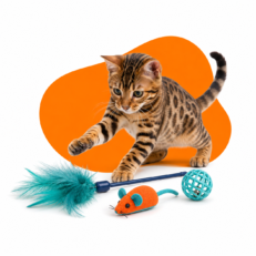 Cat Toys